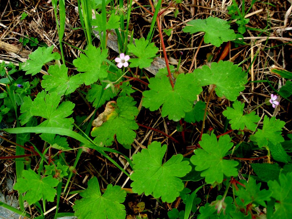 Geranium rotundifolium